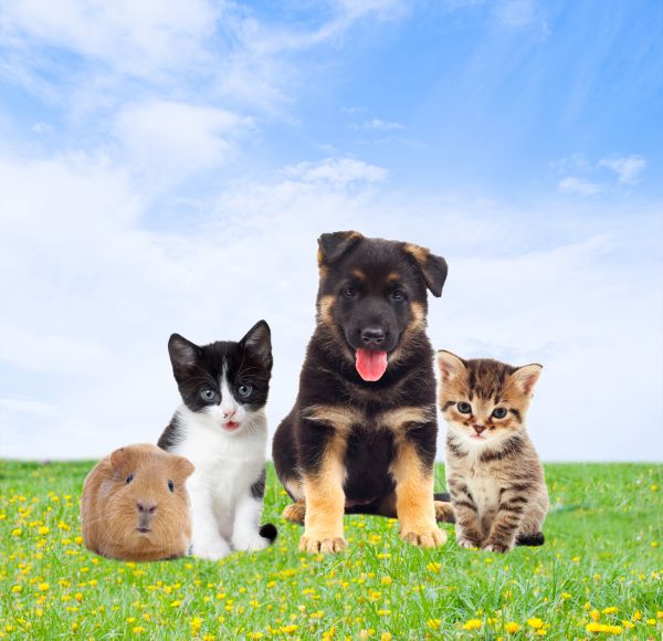 Saint Augustine Pets