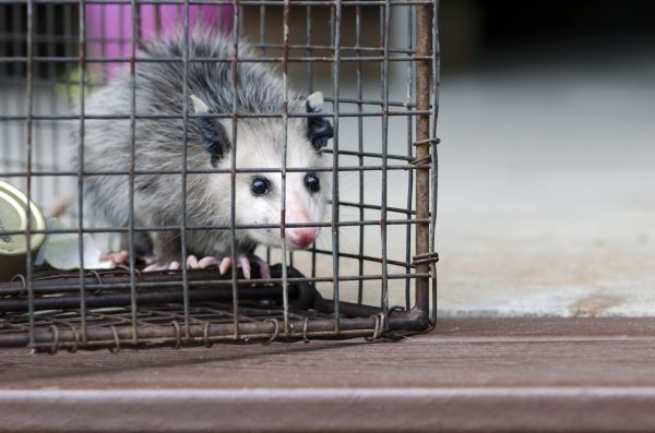 Saint Augustine Wildlife Removal