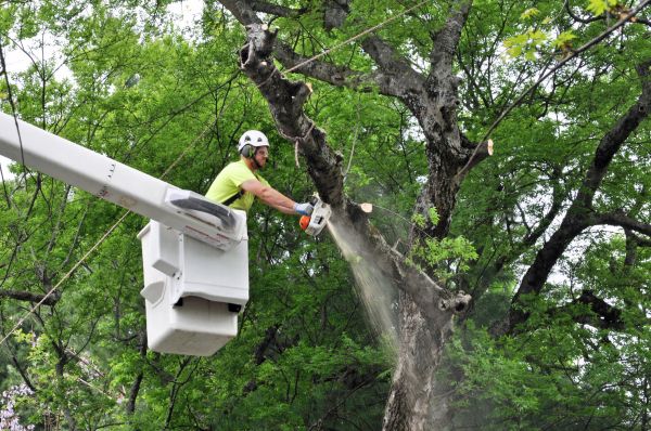 Saint Augustine Tree Trimming