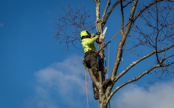 Saint Augustine Tree Removal