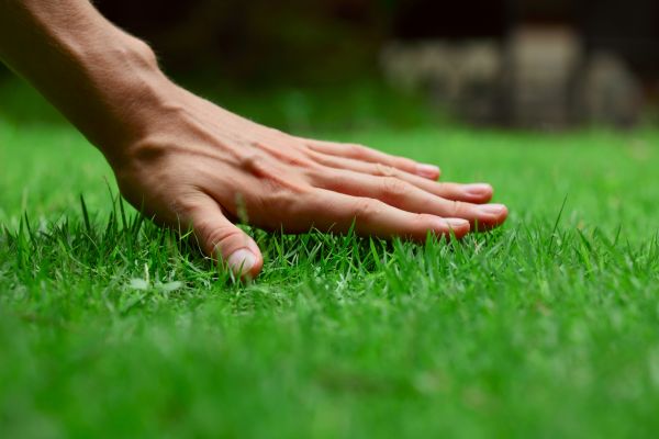 Saint Augustine Lawn Treatment